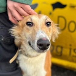 Baron/Saluki Cross/Male/6 - 12 months,As Baron is still young, he will need ongoing basic training, so a household happy to focus on this would be best suited. Baron LOVES his walks out and adventures, so he would be the best companion for somebody who is active day to day. Children of secondary school age would be best suited for Baron at this stage.