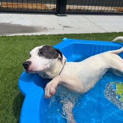 Adopt a dog:Charlotte/American Staffordshire Terrier/Female/12 Months,Hi, I’m Charlotte, I am a staffy x who is on the smaller side, and I’m looking for a loving home where I can feel safe and grow into the confident dog I know I can be. I’m a bit unsure and timid with handling, so I would do best in a home with children over 12 who can respect my need for space and learn how to interact with me gently. I’m still adjusting to new things, but with patience and understanding, I can definitely thrive. I’d love to meet all the members of your family to make sure we’re a good fit, and I’m also looking for a home with another dog to help me feel more comfortable and secure. I’ll need some ongoing training in my new home, especially to help me with socialization and building my confidence. If you’re willing to give me the time, patience, and love I need, I’ll be the loyal and loving companion you’ve been looking for! Charlotte xx Charlotte is currently enjoying a well-deserved break in foster care – If you are interested in giving this loving pet a home, please complete an expression of interest   please clicking this link