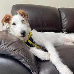 Adopt a dog:Marshmallow/Lurcher/Male/2 - 5 years,Marshmallow has lived a sheltered life, so is looking for a family willing to provide him with plenty of TLC and that have the patience to allow him to settle in at his own pace. He may find life a little overwhelming at times, but he is  gradually learning all the tools to help him take things in his stride. What you would get in return is a fun loving, handsome, cheeky boy, who will be sure to put a smile on your face everyday!