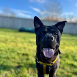 Rocco/Crossbreed/Male/6 - 12 months,This gorgeous boy is Rocco. He is a 9 month old Crossbreed looking for his forever home. He can live with anther dog, pending a successful meet at the centre and can live with children 11+ years old, as long as they are confident with big dogs. Rocco is lacking in confidence a little bit in kennels and therefore can be initially a little worried meeting new people but does get over it quite quickly. He can be left alone for a couple of hours and is already housetrained!