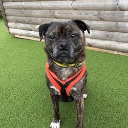 Adopt a dog:Taz/Pug Cross/Male/8 + years,Taz is looking for a home where he is the only dog however he would enjoy a calm walking companion. He can live with children aged 12+, he’s a friendly man but older children would need to be able to read his body language and know when to be hands off. He would also love a family that is around most part of the day as he prefers the company of people and to help him settle in.