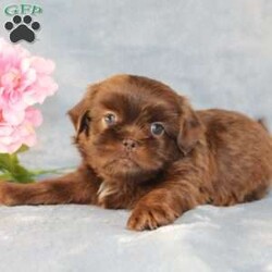 Mallard/Shih Tzu									Puppy/Male																/9 Weeks,Meet Mallard a solid chocolate one-of-a-kind AKC Shih Tzu puppy who is 100% genetically clear and already started on potty training and crate training!  This pup will be small as an adult since the parents who are pictured here are only 9lbs & 10lbs. This pup is up to date on shots and dewormer and vet checked and well socialized with children, teens, adults, and other puppies and comes with 30 days of free pet insurance to most buyers! We offer the option for  a 1 Year Genetic Health Guarantee! This puppy can have limited AKC or ACA papers and be microchipped for an extra fee!
