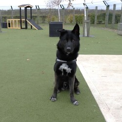 Pablo/German Shepherd Dog Cross/Male/1 - 2 years,Pablo is a sweet-natured boy who absolutely loves his humans. He’s friendly but also a large, strong, high-energy lad, so is looking for an adult-only home with no visiting children to set him up for success! He can live with another dog, pending a successful mix at the centre prior to rehoming. Pablo has previously lived with cats and could do so again given appropriate, gradual introductions.