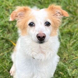 Baxter/Terrier (Jack Russell) Cross/Male/8 + years,Baxter is a sweet senior chap who is seeking a calm, adult-only home where he can take his time adjusting to his new surroundings. He was found as a stray, so his past is a bit of a mystery, but one thing is clear – he’s ready to find a family who can offer him the patience and stability he deserves. He can be a timid boy when it comes to strangers, especially when they approach his indoor safe space, so he would prefer minimal visitors to the home. Baxter is most comfortable meeting new people on walks, where he feels safer and more in control of the situation. While he enjoys saying hello to other dogs on his walks, we have limited information on Baxter’s history with other animals, and he will need to be the only pet in the household. This will also ensure he receives the undivided attention he needs while continuing to learn about life in a home. When it comes to car travel, Baxter is still learning to feel comfortable. He’s not yet used to long trips but is willing to get in the car, so this will need to be built up gradually. Though Baxter struggles with being left alone, he shows promise in adjusting with time and consistency. He’ll need his new family to gradually build his comfort level with being left alone once he feels fully settled.