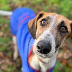 Adopt a dog:Duke/Lurcher Cross/Male/2 - 5 years,Once settled, Duke could be left for a few hours, but this will need to be built up over time, so a home that can accommodate this would be best. This lovely boy has been enjoying sofa life in his foster home and would also love to have a little garden to potter in when he is not out on an afternoon stroll. He travels well in the car and has been a lovely boy whilst in foster.