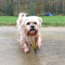Adopt a dog:Teddy/Lhasa Apso/Male/8 + years,Teddy is looking for a calm and quiet home to relax in and enjoy his golden years, he is looking for only adults in the home and no children visiting. Teddy is a little unsure around certain dogs so is looking to be the only pet in the home and have no visiting pets. He would be happy with calm and polite walking buddies who will give him space and let him approach on his own terms. Teddy knows how to “sit”, he loves cheesy bites, so can be convinced to do training with treats. Teddy is completely housetrained in his foster home, but does like his own space to explore so his own private, secure garden is essential. Teddy can get worried being left alone for too long, he could be left for up to 2 hours, this will need to be built up gradually after he has had time to settle into his new home. Teddy will need to meet his adopters multiple times prior to going home so please bear this in mind when applying. Please note that should you be shortlisted, our rehoming process usually takes up to 7 days, and potential adopters would be required to come up to the centre to meet him within 48hrs of being shortlisted.