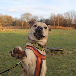Adopt a dog:Finn/Siberian Husky Cross/Male/2 - 5 years,Fabulous Finn is a 3 year old Crossbreed who is super playful and friendly! He came into our care after being found as a stray so we have very limited information about his history. He is looking for a family who can continue his basic training. Finn would be happy to share his home with another dog(s), as well as children aged 12 years and over.