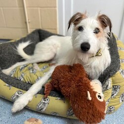 Adopt a dog:Marshmallow/Lurcher/Male/2 - 5 years,Marshmallow has lived a sheltered life, so is looking for a family willing to provide him with plenty of TLC and that have the patience to allow him to settle in at his own pace. He may find life a little overwhelming at times, but he is  gradually learning all the tools to help him take things in his stride. What you would get in return is a fun loving, handsome, cheeky boy, who will be sure to put a smile on your face everyday!