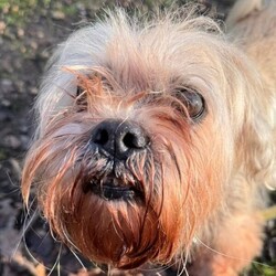Adopt a dog:Teddy/Lhasa Apso/Male/8 + years,Teddy is looking for a calm and quiet home to relax in and enjoy his golden years, he is looking for only adults in the home and no children visiting. Teddy is a little unsure around certain dogs so is looking to be the only pet in the home and have no visiting pets. He would be happy with calm and polite walking buddies who will give him space and let him approach on his own terms. Teddy knows how to “sit”, he loves cheesy bites, so can be convinced to do training with treats. Teddy is completely housetrained in his foster home, but does like his own space to explore so his own private, secure garden is essential. Teddy can get worried being left alone for too long, he could be left for up to 2 hours, this will need to be built up gradually after he has had time to settle into his new home. Teddy will need to meet his adopters multiple times prior to going home so please bear this in mind when applying. Please note that should you be shortlisted, our rehoming process usually takes up to 7 days, and potential adopters would be required to come up to the centre to meet him within 48hrs of being shortlisted.