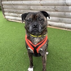 Adopt a dog:Taz/Pug Cross/Male/8 + years,Taz is looking for a home where he is the only dog however he would enjoy a calm walking companion. He can live with children aged 12+, he’s a friendly man but older children would need to be able to read his body language and know when to be hands off. He would also love a family that is around most part of the day as he prefers the company of people and to help him settle in.