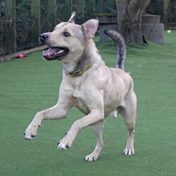 Adopt a dog:Finn/Siberian Husky Cross/Male/2 - 5 years,Fabulous Finn is a 3 year old Crossbreed who is super playful and friendly! He came into our care after being found as a stray so we have very limited information about his history. He is looking for a family who can continue his basic training. Finn would be happy to share his home with another dog(s), as well as children aged 12 years and over.