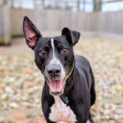 Logan/Lurcher/Male/2 - 5 years,Meet Logan, he is a 4.5 year old Lurcher looking for his new, forever home. He is unable to live with another dog as he does need some work on his social skills with them. He can live with children 11+ years old, as long as they are confident with bigger, bouncy dogs. Logan loves to play and is very friendly with everyone he meets. He has previously been left alone for a couple of hours throughout the day and therefore can be in his new home, once he has settled in.