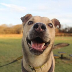 Adopt a dog:Finn/Siberian Husky Cross/Male/2 - 5 years,Fabulous Finn is a 3 year old Crossbreed who is super playful and friendly! He came into our care after being found as a stray so we have very limited information about his history. He is looking for a family who can continue his basic training. Finn would be happy to share his home with another dog(s), as well as children aged 12 years and over.