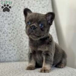 Bluebelle/French Bulldog									Puppy/Female														/10 Weeks,Meet Bluebelle – Your New Best Friend! Bluebelle is a stunning blue and tan full fluffy Frenchie with a coat as soft as her personality. This beautiful girl is on the lookout for her forever home, and once you meet her, you’ll understand why she’s so special! Bluebelle is a delight in every way – calm, well-mannered, and deeply affectionate. She adores cuddles, thrives on attention, and will quickly become the heart of your home. Whether she’s making friends with people or playing with other dogs, Bluebelle’s sweet and gentle nature always shines through. If you’re looking for a puppy who combines charm, beauty, and a loving personality, Bluebelle is the perfect match. Don’t miss out on this little treasure – she’s ready to bring love, joy, and plenty of fluffy cuddles into your life. Contact us today to learn more about welcoming Bluebelle into your family!