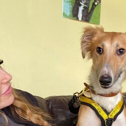 Baron/Saluki Cross/Male/6 - 12 months,As Baron is still young, he will need ongoing basic training, so a household happy to focus on this would be best suited. Baron LOVES his walks out and adventures, so he would be the best companion for somebody who is active day to day. Children of secondary school age would be best suited for Baron at this stage.