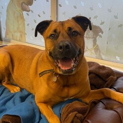 Snoops/Crossbreed/Male/5 - 7 years,Snoops is a very cute 6 yr old crossbreed who is on the lookout for a new forever home. His dream-come-true home would be a quieter location, and a quiet home life. He would like his own secure garden to enjoy and potter about in with his new family. He would like to be the only pet in the home, and can live with children 12 years and above. Snoops will need to be kept on lead and muzzled when out an about as he can be unsure around other dogs. He has started his muzzle training and has been getting on really well with this. Snoops would love to find someone who is home for the majority of the day whilst he's settling in then he can be built up to more once he's settled. If you are matched with Snoop's, you will need to visit him regularly at the centre for Snoop's to show you his true lovable side.
