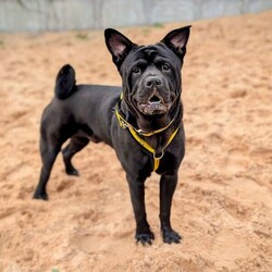 Rocco/Crossbreed/Male/6 - 12 months,This gorgeous boy is Rocco. He is a 9 month old Crossbreed looking for his forever home. He can live with anther dog, pending a successful meet at the centre and can live with children 11+ years old, as long as they are confident with big dogs. Rocco is lacking in confidence a little bit in kennels and therefore can be initially a little worried meeting new people but does get over it quite quickly. He can be left alone for a couple of hours and is already housetrained!