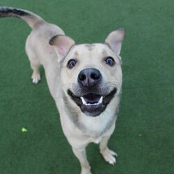 Adopt a dog:Finn/Siberian Husky Cross/Male/2 - 5 years,Fabulous Finn is a 3 year old Crossbreed who is super playful and friendly! He came into our care after being found as a stray so we have very limited information about his history. He is looking for a family who can continue his basic training. Finn would be happy to share his home with another dog(s), as well as children aged 12 years and over.
