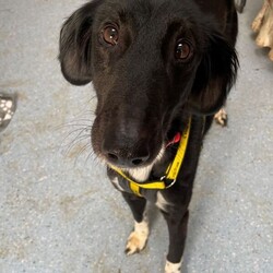 Cola/Lurcher/Male/2 - 5 years,Cola is a real sweetie looking for a family that can shower him in love and attention. He can live with children aged 8+ and would like to be the only pet in the home. Cola has spent a long time in kennels so will need a patient family happy to help him transition back into a home environment at his pace.