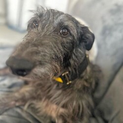 Adopt a dog:Thunder/Deerhound/Male/2 - 5 years,Thunder is now looking for his forever home. He can live with older teens of 14 plus who are used to large dogs and must be the only pet in the home. This cutie came to us through no fault of his own, and has been a really good boy in his foster home but can be nervous of new people coming in and has growled, so will need slow introductions. He like's to be out and about and travels well in the car. Any leaving time will need to be built up slowly over time until he is confident and settled with his new family. Thunder will need a private secure garden as he is not totally comfortable around other dog