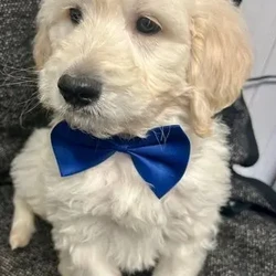 F1 golden doodle puppies for loving homes /Goldendoodle/3 male / 3 female/9 weeks, 6 days,I have the most wonderful litter of goldendoodles. In pics boys have bow tie girls don’t . Mum is a loving fantastic dna health tested standard poodle . Dad a fantastic golden retriever bred from health tested parents. Our puppies are confident healthy bouncy bundles of fluff ( like wee polar bears) they leave us with there first vaccination . Kennel cough vaccination. Vet health check letter and microchip transfer instructions. They also leave with sales contract and three kg of their puppy food . As a licensed breeder am always at the end of the phone for after care advice . You can check out my five star reviews on my Facebook page at old toll dog grooming and breeding services . We also offer discount to our new puppy owners in our licensed boarding kennels and groomers if ever needed . Viewing is welcome by appointment by calling or what’s app no time wasters please we’re very busy all the time and don’t have time for sending thousands of pics ;-)