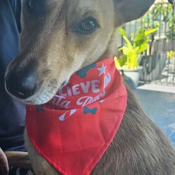 Matey/Australian Kelpie/Male/1 Year 10 Months,Ahoy there! My name's Matey, a 1-year-and-7-month-old Australian Kelpie full of energy and spirit. Sadly I have spent the last year in care and am about to spend my second Christmas without a home or family to love and adore me. I have recently spend some time in foster care and loved having a family of my very own, it has made me realise exactly what I am missing. I'm a guy who loves to be active and on the go, so a high-energy lifestyle suits me best. I'm looking for a human who's home most of the time, as I'm a bit of a social butterfly and I love company. Now, I'm not one for small talk – or small pets, for that matter. I'd do best in a single-dog household with no small pets around. I have gained some life skills while I have been out in foster and have learned what a home is like and what my humans need from me, I would do best with a guardian who has experience with training dogs as I still have much to learn, but don't stress I am a smart boy who loves to please and learn. If you're someone who's 15 years or older and can provide me with the love and patience I need, then I promise to be your loyal companion in all your adventures. Come say Ahoy to me, Matey, your potential new best friend! I've got my paw ready to shake on our future together. If you are interested in giving this wonderful pet a home, please CLICK HERE to visit our website and complete an expression of interest. 