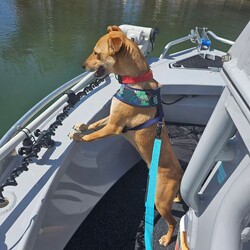Matey/Australian Kelpie/Male/1 Year 10 Months,Ahoy there! My name's Matey, a 1-year-and-7-month-old Australian Kelpie full of energy and spirit. Sadly I have spent the last year in care and am about to spend my second Christmas without a home or family to love and adore me. I have recently spend some time in foster care and loved having a family of my very own, it has made me realise exactly what I am missing. I'm a guy who loves to be active and on the go, so a high-energy lifestyle suits me best. I'm looking for a human who's home most of the time, as I'm a bit of a social butterfly and I love company. Now, I'm not one for small talk – or small pets, for that matter. I'd do best in a single-dog household with no small pets around. I have gained some life skills while I have been out in foster and have learned what a home is like and what my humans need from me, I would do best with a guardian who has experience with training dogs as I still have much to learn, but don't stress I am a smart boy who loves to please and learn. If you're someone who's 15 years or older and can provide me with the love and patience I need, then I promise to be your loyal companion in all your adventures. Come say Ahoy to me, Matey, your potential new best friend! I've got my paw ready to shake on our future together. If you are interested in giving this wonderful pet a home, please CLICK HERE to visit our website and complete an expression of interest. 