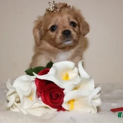 Beautiful little Cavalier X Pomeranian /Cavalier King Charles Spaniel/1 female/6 weeks, 3 days,Adorable Pomeranian x Cavalier King Charles Puppy - Ready for Her Forever Home!

Meet Nancy, our stunning Ruby and White Pomeranian x Cavalier King Charles puppy. (POMELIER) 


This little bundle of joy is ready to find her perfect 5-star family!

About Nancy:
Nancy has been lovingly raised in our home, surrounded by love and care. She is confident, friendly, and has already started her socialization and toilet training. Nancy’s petite size and sweet temperament make her the perfect companion for the right home.

Her Parents:

Mum

Hereditary Disease Tested Clear

BVA Eye Tested Clear

Heart Doppler Tested Clear


Dad: Our charming Pomeranian stud boy, known for his affectionate nature and excellent health.


Both parents are cherished members of our family and have amazing temperaments.

What Nancy Comes With:

Raised indoors – no kennels here!

First vaccination completed

Microchipped

Wormed and flea treated

Puppy pack to ensure a smooth transition to her new home


Nancy is looking for a family that can provide her with all the love and attention she deserves. Please note, she will be very small when fully grown, so she needs a home that understands her delicate nature.

If you can offer Nancy a 5-star forever home, please get in touch! This little sweetheart will melt your heart.


The Pomelier is a charming designer dog breed, resulting from a cross between a Pomeranian and a Cavalier King Charles Spaniel. Known for their small size and affectionate nature, Pomeliers often inherit the best traits of both parent breeds. They typically have a soft, fluffy coat that can vary in colors such as white, tan, black, or a mix. These dogs are intelligent, friendly, and highly social, making them excellent companions for families, singles, or seniors. While their energy levels are moderate, they enjoy daily walks and interactive play. With proper training and socialization, the Pomelier is a loving and loyal pet that thrives on human attention and bonds deeply with its owners. Regular grooming and a well-balanced diet are essential to keeping them healthy and happy.
