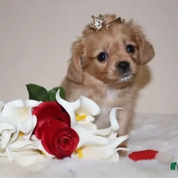Beautiful little Cavalier X Pomeranian /Cavalier King Charles Spaniel/1 female/6 weeks, 3 days,Adorable Pomeranian x Cavalier King Charles Puppy - Ready for Her Forever Home!

Meet Nancy, our stunning Ruby and White Pomeranian x Cavalier King Charles puppy. (POMELIER) 


This little bundle of joy is ready to find her perfect 5-star family!

About Nancy:
Nancy has been lovingly raised in our home, surrounded by love and care. She is confident, friendly, and has already started her socialization and toilet training. Nancy’s petite size and sweet temperament make her the perfect companion for the right home.

Her Parents:

Mum

Hereditary Disease Tested Clear

BVA Eye Tested Clear

Heart Doppler Tested Clear


Dad: Our charming Pomeranian stud boy, known for his affectionate nature and excellent health.


Both parents are cherished members of our family and have amazing temperaments.

What Nancy Comes With:

Raised indoors – no kennels here!

First vaccination completed

Microchipped

Wormed and flea treated

Puppy pack to ensure a smooth transition to her new home


Nancy is looking for a family that can provide her with all the love and attention she deserves. Please note, she will be very small when fully grown, so she needs a home that understands her delicate nature.

If you can offer Nancy a 5-star forever home, please get in touch! This little sweetheart will melt your heart.


The Pomelier is a charming designer dog breed, resulting from a cross between a Pomeranian and a Cavalier King Charles Spaniel. Known for their small size and affectionate nature, Pomeliers often inherit the best traits of both parent breeds. They typically have a soft, fluffy coat that can vary in colors such as white, tan, black, or a mix. These dogs are intelligent, friendly, and highly social, making them excellent companions for families, singles, or seniors. While their energy levels are moderate, they enjoy daily walks and interactive play. With proper training and socialization, the Pomelier is a loving and loyal pet that thrives on human attention and bonds deeply with its owners. Regular grooming and a well-balanced diet are essential to keeping them healthy and happy.