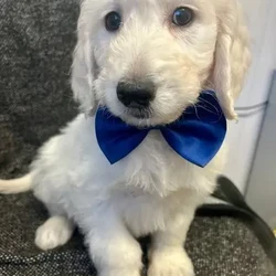 F1 golden doodle puppies for loving homes /Goldendoodle/3 male / 3 female/9 weeks, 6 days,I have the most wonderful litter of goldendoodles. In pics boys have bow tie girls don’t . Mum is a loving fantastic dna health tested standard poodle . Dad a fantastic golden retriever bred from health tested parents. Our puppies are confident healthy bouncy bundles of fluff ( like wee polar bears) they leave us with there first vaccination . Kennel cough vaccination. Vet health check letter and microchip transfer instructions. They also leave with sales contract and three kg of their puppy food . As a licensed breeder am always at the end of the phone for after care advice . You can check out my five star reviews on my Facebook page at old toll dog grooming and breeding services . We also offer discount to our new puppy owners in our licensed boarding kennels and groomers if ever needed . Viewing is welcome by appointment by calling or what’s app no time wasters please we’re very busy all the time and don’t have time for sending thousands of pics ;-)