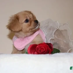 Beautiful little Cavalier X Pomeranian /Cavalier King Charles Spaniel/1 female/6 weeks, 3 days,Adorable Pomeranian x Cavalier King Charles Puppy - Ready for Her Forever Home!

Meet Nancy, our stunning Ruby and White Pomeranian x Cavalier King Charles puppy. (POMELIER) 


This little bundle of joy is ready to find her perfect 5-star family!

About Nancy:
Nancy has been lovingly raised in our home, surrounded by love and care. She is confident, friendly, and has already started her socialization and toilet training. Nancy’s petite size and sweet temperament make her the perfect companion for the right home.

Her Parents:

Mum

Hereditary Disease Tested Clear

BVA Eye Tested Clear

Heart Doppler Tested Clear


Dad: Our charming Pomeranian stud boy, known for his affectionate nature and excellent health.


Both parents are cherished members of our family and have amazing temperaments.

What Nancy Comes With:

Raised indoors – no kennels here!

First vaccination completed

Microchipped

Wormed and flea treated

Puppy pack to ensure a smooth transition to her new home


Nancy is looking for a family that can provide her with all the love and attention she deserves. Please note, she will be very small when fully grown, so she needs a home that understands her delicate nature.

If you can offer Nancy a 5-star forever home, please get in touch! This little sweetheart will melt your heart.


The Pomelier is a charming designer dog breed, resulting from a cross between a Pomeranian and a Cavalier King Charles Spaniel. Known for their small size and affectionate nature, Pomeliers often inherit the best traits of both parent breeds. They typically have a soft, fluffy coat that can vary in colors such as white, tan, black, or a mix. These dogs are intelligent, friendly, and highly social, making them excellent companions for families, singles, or seniors. While their energy levels are moderate, they enjoy daily walks and interactive play. With proper training and socialization, the Pomelier is a loving and loyal pet that thrives on human attention and bonds deeply with its owners. Regular grooming and a well-balanced diet are essential to keeping them healthy and happy.