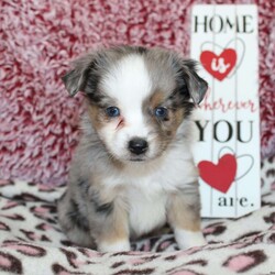 Lexie/Miniature Australian Shepherd									Puppy/Female														/7 Weeks,Say hello to this adorable Miniature Australian Shepherd puppy who loves attention! This sweetie pie comes up to date on shots and dewormer and will be vet checked before going home. This beautiful pup is so sweet like the mother Violet and is already smart like the sire Luke! If you are seeking a pup who would be fun to train contact us today! 