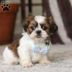 Alfie/Shih Tzu									Puppy/Male																/6 Weeks,Meet Alfie, the most adorable little AKC Shih Tzu you will ever meet! This precious puppy has the softest, most luxurious coat and the sweetest features that are sure to melt your heart. He is ready to bring joy and companionship to his forever family. With his cheerful personality and loving nature, He’s been showered with love and attention since birth, making him incredibly social and adaptable. When Alfie joins your family, he’ll adjust quickly to your home and lifestyle, bringing endless smiles along the way.