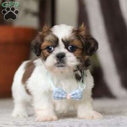 Alfie/Shih Tzu									Puppy/Male																/6 Weeks,Meet Alfie, the most adorable little AKC Shih Tzu you will ever meet! This precious puppy has the softest, most luxurious coat and the sweetest features that are sure to melt your heart. He is ready to bring joy and companionship to his forever family. With his cheerful personality and loving nature, He’s been showered with love and attention since birth, making him incredibly social and adaptable. When Alfie joins your family, he’ll adjust quickly to your home and lifestyle, bringing endless smiles along the way.