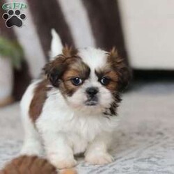 Alfie/Shih Tzu									Puppy/Male																/6 Weeks,Meet Alfie, the most adorable little AKC Shih Tzu you will ever meet! This precious puppy has the softest, most luxurious coat and the sweetest features that are sure to melt your heart. He is ready to bring joy and companionship to his forever family. With his cheerful personality and loving nature, He’s been showered with love and attention since birth, making him incredibly social and adaptable. When Alfie joins your family, he’ll adjust quickly to your home and lifestyle, bringing endless smiles along the way.