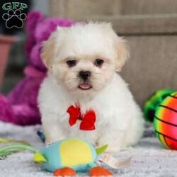 Archy/Lhasa Apso									Puppy/Male																/8 Weeks,Meet Archy he is the most adorable ACA Lhasa Apso pup with a heart as big as his fluffy coat! This little bundle of joy is ready to bring love, laughter, and endless cuddles to your home. With his bright, expressive eyes and charming personality, Archy is guaranteed to win your heart in no time. Lhasas are known for their loyalty and intelligence, making them the perfect companions for families or individuals alike. Archy absolutely loves attention and will happily follow you wherever you go, always ready for snuggles or a fun game. Spend a little time with Archy, and you’ll find a best friend!