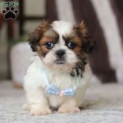 Alfie/Shih Tzu									Puppy/Male																/6 Weeks,Meet Alfie, the most adorable little AKC Shih Tzu you will ever meet! This precious puppy has the softest, most luxurious coat and the sweetest features that are sure to melt your heart. He is ready to bring joy and companionship to his forever family. With his cheerful personality and loving nature, He’s been showered with love and attention since birth, making him incredibly social and adaptable. When Alfie joins your family, he’ll adjust quickly to your home and lifestyle, bringing endless smiles along the way.