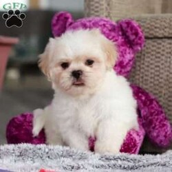 Archy/Lhasa Apso									Puppy/Male																/8 Weeks,Meet Archy he is the most adorable ACA Lhasa Apso pup with a heart as big as his fluffy coat! This little bundle of joy is ready to bring love, laughter, and endless cuddles to your home. With his bright, expressive eyes and charming personality, Archy is guaranteed to win your heart in no time. Lhasas are known for their loyalty and intelligence, making them the perfect companions for families or individuals alike. Archy absolutely loves attention and will happily follow you wherever you go, always ready for snuggles or a fun game. Spend a little time with Archy, and you’ll find a best friend!