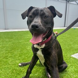 Charlie/American Staffordshire Terrier/Female/11 Months,Hey there, I'm Charlie! I'm a 11-month-old female American Staffordshire Terrier, full of life and love to give. I'm seeking a forever home with someone who has average work hours, so we get plenty of time to play and bond together.  I have moderate energy levels, which means I love a good mix of playtime and nap time. I'm also a social butterfly and adore being around other dogs, so I'd do best in a home where I have a furry sibling to keep me company.  I'm still young, so I'm eager to learn about life! I'd love to have daily opportunities to learn new things and grow into the best dog I can be. I haven't had much experience with other animals, but so far there are no known issues.  I'm pretty easy-going when it comes to age requirements. I haven't shown any kid-related issues, so I could potentially fit into a home with children.  If you're looking for a loyal, loving companion with a zest for life, I could be your girl! I can't wait to find my forever home where I'll be loved, cared for, and given the chance to shine.