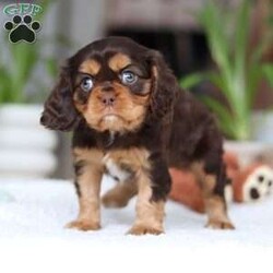 Isabelle/Cavalier King Charles Spaniel									Puppy/Female														/9 Weeks,Meet Isabelle, a stunning Cavalier King Charles Spaniel with a heart as big as her beautiful brown eyes! Isabelle’s exuberant personality is sure to light up your days—she’s full of energy, charm, and a love for life that’s absolutely contagious. Whether she’s playfully bounding around the yard or snuggling up for some quiet time, Isabelle’ s favorite thing in the world is to share her affection. Be prepared for lots of sweet puppy kisses and endless tail wags! This little guy thrives on love and attention and is ready to bring boundless joy to a family that will cherish her lively spirit and cuddly nature.