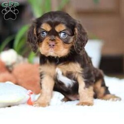 Isabelle/Cavalier King Charles Spaniel									Puppy/Female														/9 Weeks,Meet Isabelle, a stunning Cavalier King Charles Spaniel with a heart as big as her beautiful brown eyes! Isabelle’s exuberant personality is sure to light up your days—she’s full of energy, charm, and a love for life that’s absolutely contagious. Whether she’s playfully bounding around the yard or snuggling up for some quiet time, Isabelle’ s favorite thing in the world is to share her affection. Be prepared for lots of sweet puppy kisses and endless tail wags! This little guy thrives on love and attention and is ready to bring boundless joy to a family that will cherish her lively spirit and cuddly nature.