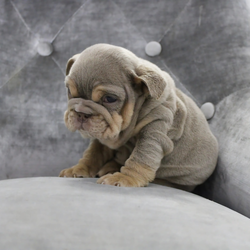 Quality English bulldogs /English Bulldog/1 male / 3 female/11 weeks, 2 days,Pleased to announce the birth of my amazing English bulldogs I couldn’t be more pleased with the way they have turned out mum is lilac & tan granddaughter of sonny Santino the boss posherbulls lines Dad is lilac & tan out of house stud Maverick planetbulls lines photos attached on advert. Puppy’s was born on 18th November and will be ready to leave mum at 8 weeks old 12th January pups are fully weaned from mum they have been socialised with children of all ages and dogs of all sizes with no issues at all very outgoing and playful. Puppy’s will leave mum with the following 

1st vaccination 
Microchipped 
Full health check clear with document 
KC paper work 
5 weeks free insurance 
Wormed from 2 weeks old 
Food 
Toys 
Blanket 
Puppy pack 

1 male puppy £2750
1 female puppy £3500
1 female £3750
1 female £3750

Please feel free to message me for more videos , information , photos of the puppy’s if needed.

5* homes only 

We are 5* licensed breeders by LCC with over 15 years experience.

Instagram bettyskennels 
Facebook bettys kennels 

Viewings welcome no time wasters please house is fully secured with cctv and guard dogs.