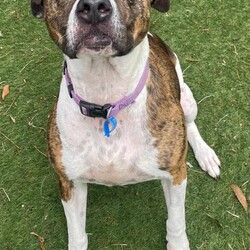 Adopt a dog:Bonnie/American Staffordshire Terrier/Female/7 Years 4 Months,Hello, future family! My name’s Bonnie, and I’m a 7-year-old Staffordshire Bull Terrier looking for a new home where I can be my goofy, loving self. I’m pretty much the definition of “staffy personality” – sweet, loyal, and full of energy. I’ll love you with all my heart, but I’ll also need an owner who’s ready to handle my high-energy moments and respect my need for space when I’m still getting to know you. I'm happy to be around you, but give me a few minutes to get to know you before smothering me with pats and scratches. Let’s dive into what I need and what I bring to the table! First things first: I’m looking for an experienced owner. I’m super responsive to my handler, and I’m easy to redirect when I get a little too excited, but let’s be real—my enthusiasm can be a lot. If you’re a first-time dog owner, I might overwhelm you a bit with my bouncy energy. I’m basically a toddler in a dog’s body (minus the tantrums… okay, maybe a  few  tantrums), and I need someone who can provide structure and clear boundaries. But trust me, I’m totally worth it! Once you’ve got me figured out, we’re going to be best buds for life. When it comes to other dogs, I'm quite keen to play! Maybe a little too keen… I’m the kind of dog who loves meeting new pals and checking in with my human to make sure we’re on the same page. If you’ve already got a doggy sibling at home, I’d love to meet them—let’s make sure we have a proper introduction first, and then we can have tons of fun together!