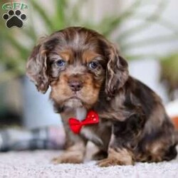 Wilbur/Cocker Spaniel									Puppy/Male																/8 Weeks,Wilbur is the definition of “pawsitively” delightful! He has the sweetest little face of a  ACA Cocker Spaniel, always ready to brighten your day with his playful antics. This little guy is incredibly affectionate and loves snuggles, making him the perfect cuddle buddy. With bright eyes that sparkle with warmth and mischief, Wilbur is always eager to go on a new adventure or settle in by your side for a cozy afternoon nap. Whether he’s showing off his quick learning abilities during training sessions or showering you with licks and tail wags, His joyful spirit and gentle demeanor make him an irresistible addition to any loving home. His friendly nature, boundless energy, and charming personality will keep you entertained, while his sweet loyalty will warm your heart.