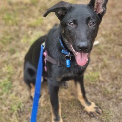 Basil/German Shepherd Dog/Male/5 Months,Hello there, I'm Basil! I'm a male German Shepherd Dog, full of energy and life! I'm looking for a forever home with someone who understands my breed and can provide me with the lifestyle I need. I have a high energy level, being a working breed, so I need a family who can keep up with my active life. I'm still young and learning about the world, which I can find a bit scary at times, so I need daily opportunities to learn and grow into a more resilient and confident boy. I'd do best in a home with someone who works average work hours. When you are at work, I would love to have plenty of enrichment to stimulate my big brain and after you get home would enjoy training and socializing. I'm a one-dog kind of dog, so I'd prefer a home where I can be the only canine star. I am not a pup who is going to be able to brave an off-lead area, as I become overwhelmed quickly when seeing other dogs. I haven't lived with other animals before and would need slow introductions and socialisation before spending time with them unsupervised. I would thrive in a home with older family members who have experience with large breeds as I may grow to be a big boy. I need a guardian who has experience with my breed and is prepared for a lively and loving companion like me. Requirements: ﻿**If you are interested is giving this wonderful pet a home, please visit our website and complete an expression of interest  . I can't wait to meet you and start our adventure together! Love and wiggle butt, Basil. Adoption Fee: $620