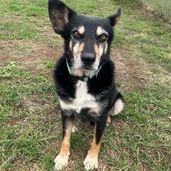 Tum Tum/Australian Kelpie / Border Collie/Male/8 Years 2 Months,Hi there friends, my name is Tum Tum and its nice to meet you! I'm a charming older gentlemen who has lived pretty rough for a long time and I'm looking for a peaceful home to call my own and soak up some of that good life I've been missing out on. I've not had a normal home for a very long time, maybe not ever and so adjusting to the domestic life will be something I need some support and help with. I'm also deaf so it would be great if my new family had some experience with this so they can communicate with me better. I've lived for a long time where other dogs can sometimes mean danger and so I am quick to move away and keep my head down when I see them, this means it would be better for me to have a home where I am the only dog. I would also prefer older kids as I don't always know what to expect from people as I've had some let me down in the past. I am ready to start trusting again though so I can't wait for a family who will bring me in and give me the love and patience I deserve. Requirements: If you think you have the space in your home to give this old boy the retirement he deserves and the love he has been missing for so long then bring the whole family down to the Hunter shelter and we can get to know each other! I'll be ready! Love, Tum Tum