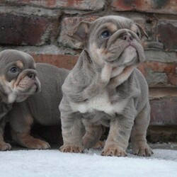 Quality English bulldogs /English Bulldog/1 male / 3 female/11 weeks, 2 days,Pleased to announce the birth of my amazing English bulldogs I couldn’t be more pleased with the way they have turned out mum is lilac & tan granddaughter of sonny Santino the boss posherbulls lines Dad is lilac & tan out of house stud Maverick planetbulls lines photos attached on advert. Puppy’s was born on 18th November and will be ready to leave mum at 8 weeks old 12th January pups are fully weaned from mum they have been socialised with children of all ages and dogs of all sizes with no issues at all very outgoing and playful. Puppy’s will leave mum with the following 

1st vaccination 
Microchipped 
Full health check clear with document 
KC paper work 
5 weeks free insurance 
Wormed from 2 weeks old 
Food 
Toys 
Blanket 
Puppy pack 

1 male puppy £2750
1 female puppy £3500
1 female £3750
1 female £3750

Please feel free to message me for more videos , information , photos of the puppy’s if needed.

5* homes only 

We are 5* licensed breeders by LCC with over 15 years experience.

Instagram bettyskennels 
Facebook bettys kennels 

Viewings welcome no time wasters please house is fully secured with cctv and guard dogs.