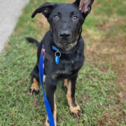 Basil/German Shepherd Dog/Male/5 Months,Hello there, I'm Basil! I'm a male German Shepherd Dog, full of energy and life! I'm looking for a forever home with someone who understands my breed and can provide me with the lifestyle I need. I have a high energy level, being a working breed, so I need a family who can keep up with my active life. I'm still young and learning about the world, which I can find a bit scary at times, so I need daily opportunities to learn and grow into a more resilient and confident boy. I'd do best in a home with someone who works average work hours. When you are at work, I would love to have plenty of enrichment to stimulate my big brain and after you get home would enjoy training and socializing. I'm a one-dog kind of dog, so I'd prefer a home where I can be the only canine star. I am not a pup who is going to be able to brave an off-lead area, as I become overwhelmed quickly when seeing other dogs. I haven't lived with other animals before and would need slow introductions and socialisation before spending time with them unsupervised. I would thrive in a home with older family members who have experience with large breeds as I may grow to be a big boy. I need a guardian who has experience with my breed and is prepared for a lively and loving companion like me. Requirements: ﻿**If you are interested is giving this wonderful pet a home, please visit our website and complete an expression of interest  . I can't wait to meet you and start our adventure together! Love and wiggle butt, Basil. Adoption Fee: $620