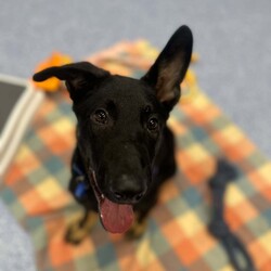 Basil/German Shepherd Dog/Male/5 Months,Hello there, I'm Basil! I'm a male German Shepherd Dog, full of energy and life! I'm looking for a forever home with someone who understands my breed and can provide me with the lifestyle I need. I have a high energy level, being a working breed, so I need a family who can keep up with my active life. I'm still young and learning about the world, which I can find a bit scary at times, so I need daily opportunities to learn and grow into a more resilient and confident boy. I'd do best in a home with someone who works average work hours. When you are at work, I would love to have plenty of enrichment to stimulate my big brain and after you get home would enjoy training and socializing. I'm a one-dog kind of dog, so I'd prefer a home where I can be the only canine star. I am not a pup who is going to be able to brave an off-lead area, as I become overwhelmed quickly when seeing other dogs. I haven't lived with other animals before and would need slow introductions and socialisation before spending time with them unsupervised. I would thrive in a home with older family members who have experience with large breeds as I may grow to be a big boy. I need a guardian who has experience with my breed and is prepared for a lively and loving companion like me. Requirements: ﻿**If you are interested is giving this wonderful pet a home, please visit our website and complete an expression of interest  . I can't wait to meet you and start our adventure together! Love and wiggle butt, Basil. Adoption Fee: $620