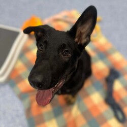 Basil/German Shepherd Dog/Male/5 Months,Hello there, I'm Basil! I'm a male German Shepherd Dog, full of energy and life! I'm looking for a forever home with someone who understands my breed and can provide me with the lifestyle I need. I have a high energy level, being a working breed, so I need a family who can keep up with my active life. I'm still young and learning about the world, which I can find a bit scary at times, so I need daily opportunities to learn and grow into a more resilient and confident boy. I'd do best in a home with someone who works average work hours. When you are at work, I would love to have plenty of enrichment to stimulate my big brain and after you get home would enjoy training and socializing. I'm a one-dog kind of dog, so I'd prefer a home where I can be the only canine star. I am not a pup who is going to be able to brave an off-lead area, as I become overwhelmed quickly when seeing other dogs. I haven't lived with other animals before and would need slow introductions and socialisation before spending time with them unsupervised. I would thrive in a home with older family members who have experience with large breeds as I may grow to be a big boy. I need a guardian who has experience with my breed and is prepared for a lively and loving companion like me. Requirements: ﻿**If you are interested is giving this wonderful pet a home, please visit our website and complete an expression of interest  . I can't wait to meet you and start our adventure together! Love and wiggle butt, Basil. Adoption Fee: $620